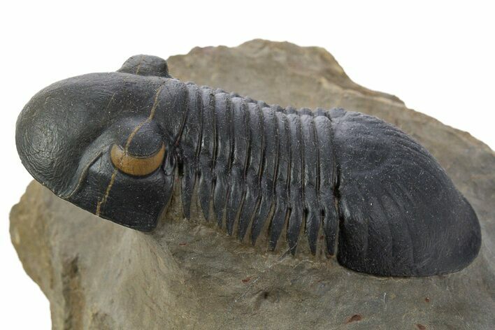 Paralejurus Trilobite Fossil - Orange Eye Preservation! #334858